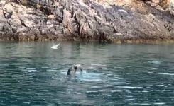 Morsko medvedko posneli na jugu Jadrana