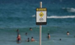 Usoden napad morskega psa na avstralski plaži
