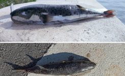 Nov primerek strupene ribe v Jadranu