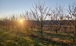 Goriški Camino etapa 3