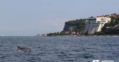 38. konferenca Evropskega združenja za kite in delfine