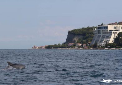 38. konferenca Evropskega združenja za kite in delfine
